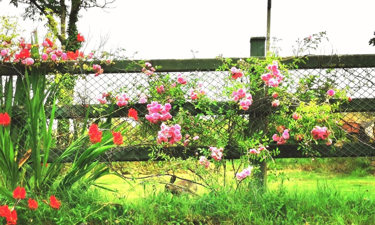 New Listing - Ladybird Cottage - Donegal - Wild Atlantic Way Donegal Town المظهر الخارجي الصورة